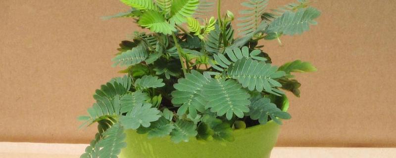 含羞草要每天浇水吗，无需每天浇水