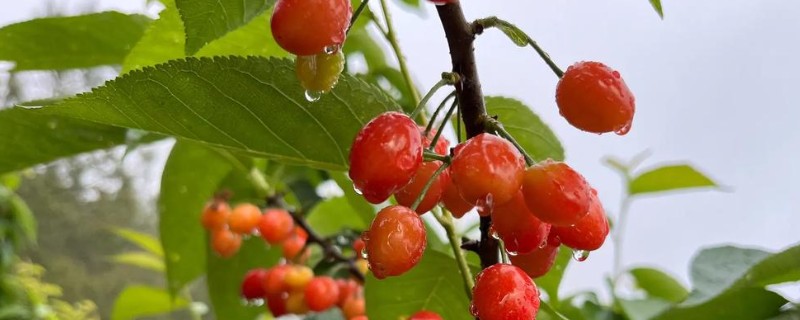 樱桃是单子叶还是双子叶植物，属于双子叶植物