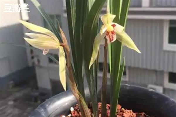 豆瓣兰和春兰的区别是什么，叶片和花朵均不同