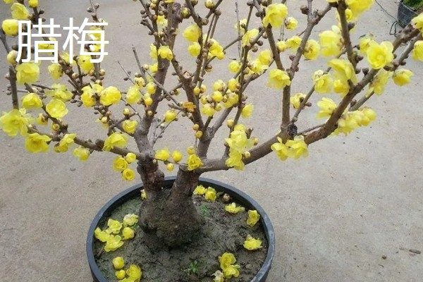 快递来的植物如何缓苗，要及时为植物浇灌水分
