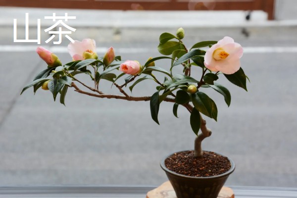 快递来的植物如何缓苗，要及时为植物浇灌水分