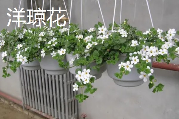快递来的植物如何缓苗，要及时为植物浇灌水分
