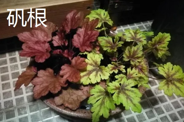 快递来的植物如何缓苗，要及时为植物浇灌水分