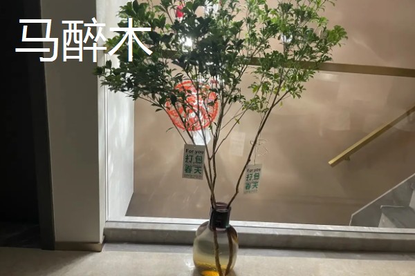 快递来的植物如何缓苗，要及时为植物浇灌水分
