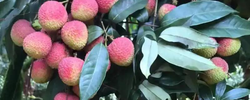 促使荔枝开花结果的方式,每天光照时间不得少于6-8个小时