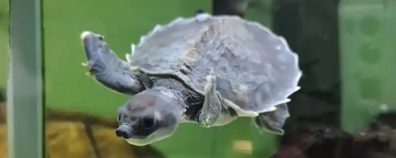 猪鼻龟是国家几级保护动物，是国家二级保护动物