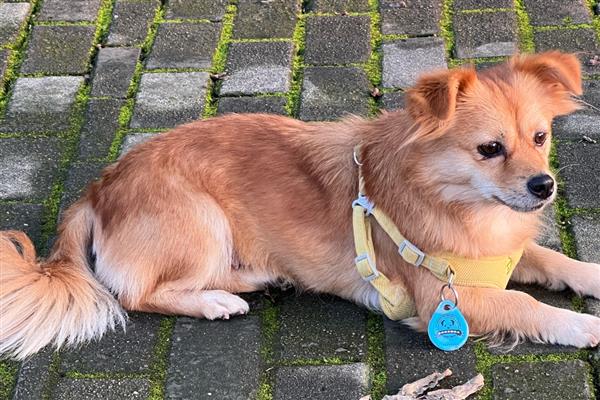 狗狗鼻炎的起因，可能是吸入了花粉、粉尘所致