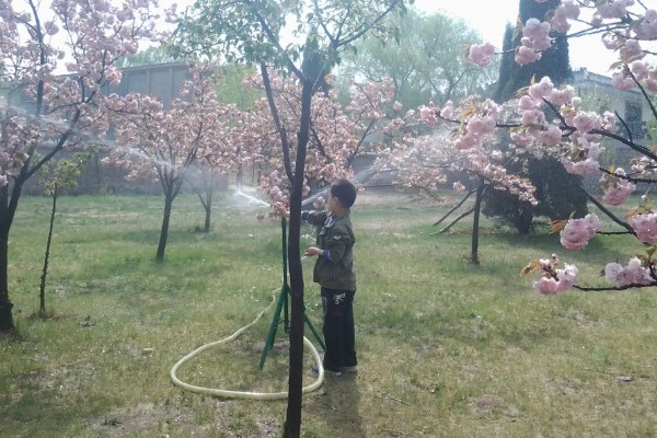美人梅的价值，可以观赏、净化空气、美化环境