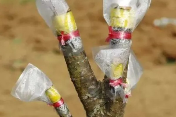 美人梅的价值，可以观赏、净化空气、美化环境
