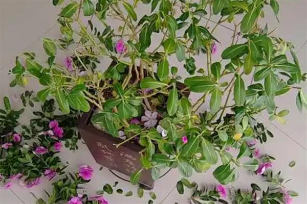 长春花如何修剪，开花前主要是摘心