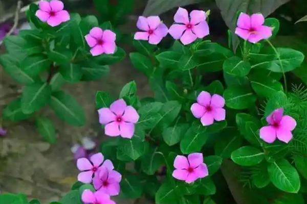 长春花如何修剪，开花前主要是摘心