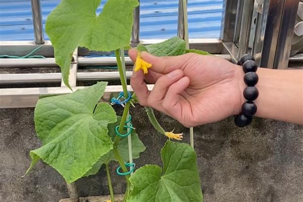 黄瓜打枝的注意事项，先给健壮无病的植株进行打枝