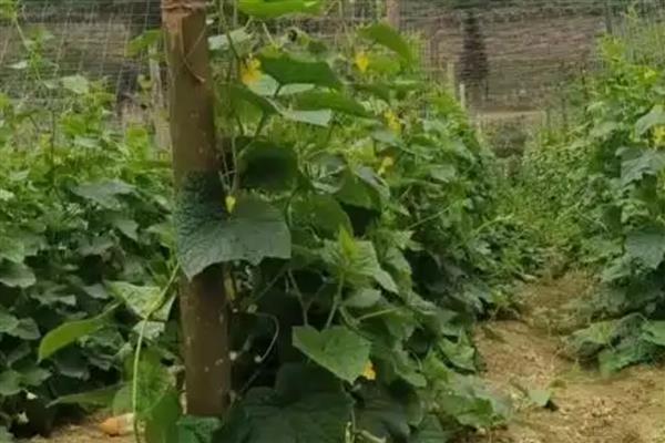 黄瓜打枝的注意事项，先给健壮无病的植株进行打枝
