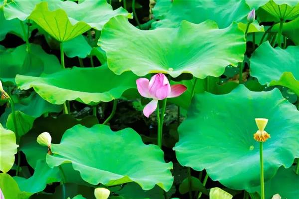 荷花叶子为什么会变黑，可能是施肥过多所致