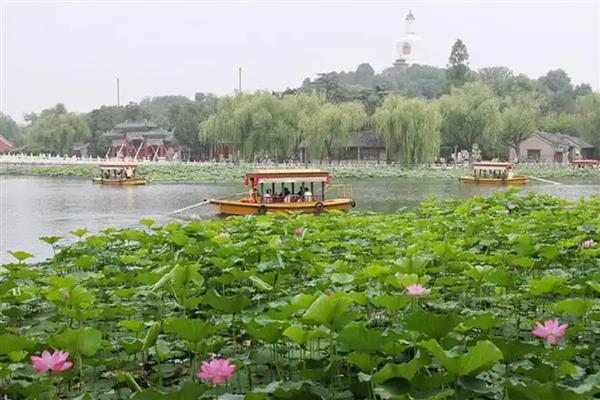 荷花叶子为什么会变黑，可能是施肥过多所致