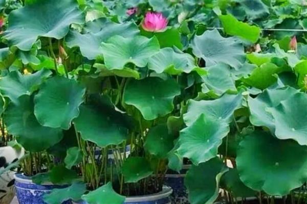荷花叶子为什么会变黑，可能是施肥过多所致