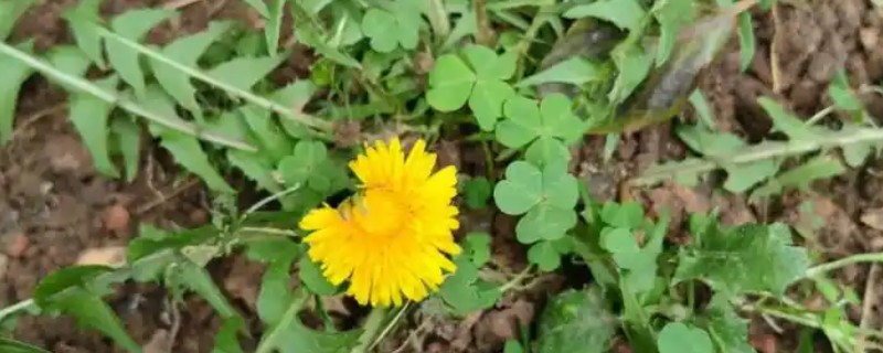 食用蒲公英的外形特点，叶子长度可达20厘米