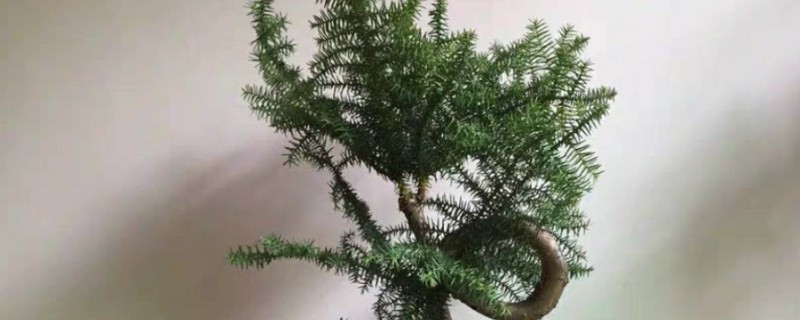澳洲杉盆景如何养护，适宜生长在湿润的环境中