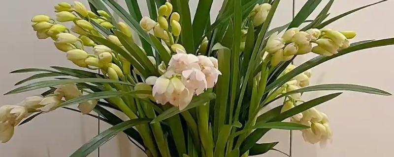 蕙兰的开花期如何浇水，可以4-5天浇一次水