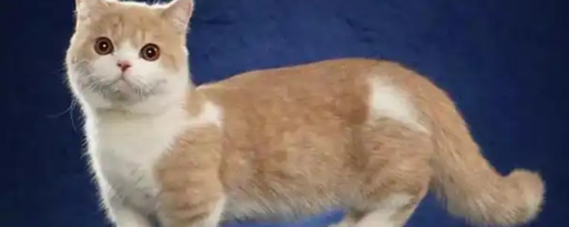 猫咪容易发生哪些骨折,包括创伤性和病理性骨折