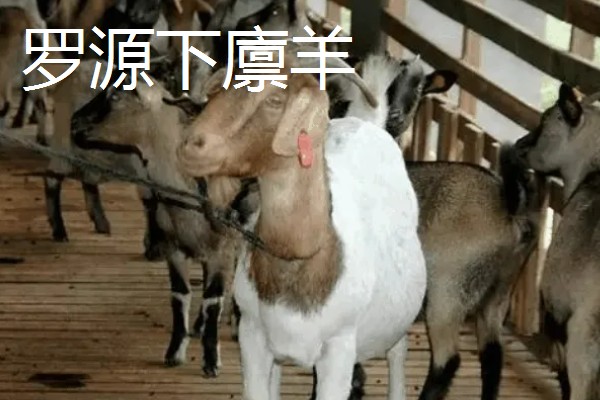 福建省罗源县的特产，有罗源肉松、罗源下廪羊等