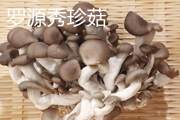 福建省罗源县的特产，有罗源肉松、罗源下廪羊等