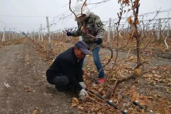 葡萄的座果率如何提高，应合理留果