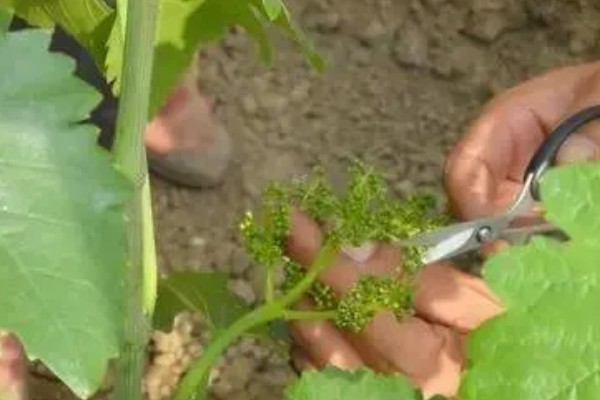葡萄的座果率如何提高，应合理留果