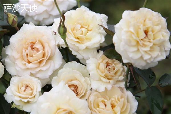 莎菲月季是萨沙天使吗，二者不是同一品种