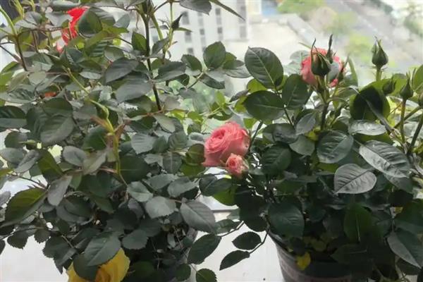 莎菲月季是萨沙天使吗，二者不是同一品种