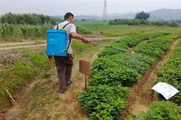 花生蛴螬的防治方法，在6月份中下旬防治为佳