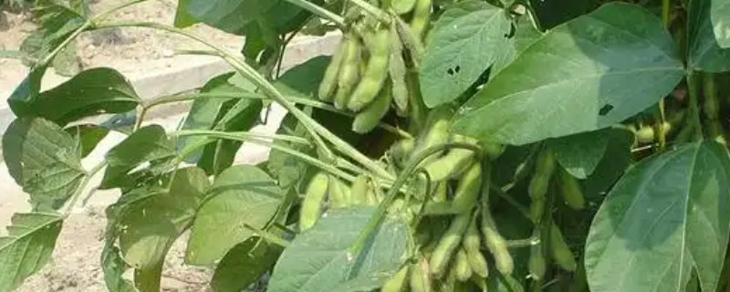 大豆立枯病的症状，表现为靠地面的茎赤褐色