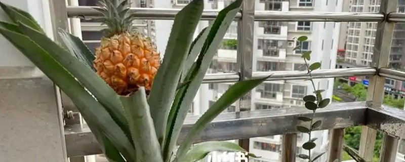 盆栽菠萝一般几年结果，一般1年结果