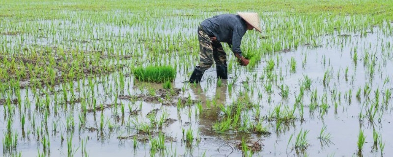 立夏之后有哪些农事活动，可种植小麦、水稻等