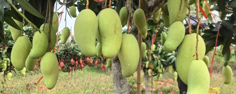 金煌芒如何判断生熟，可观察颜色、捏软硬等