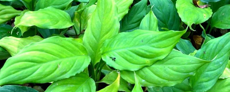 广东万年青如何养殖，适宜的生长的温度为18-30℃