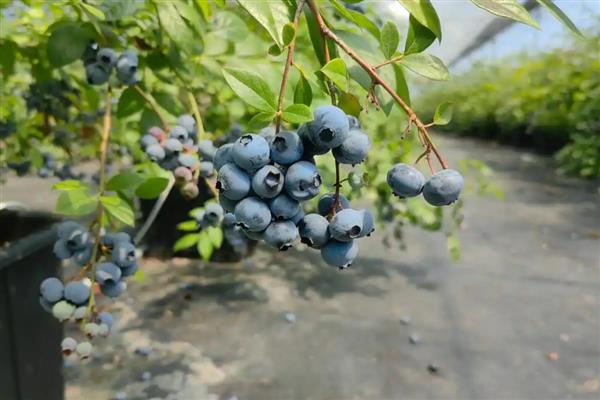 蓝莓价格差异大的原因，等级和新鲜程度不同所致