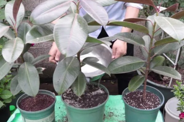 橡胶树的养殖方法，一年只需三次施肥即可