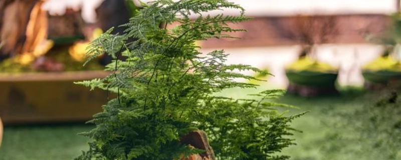 矮文竹怎么养,春夏生长旺季每个月追肥一次