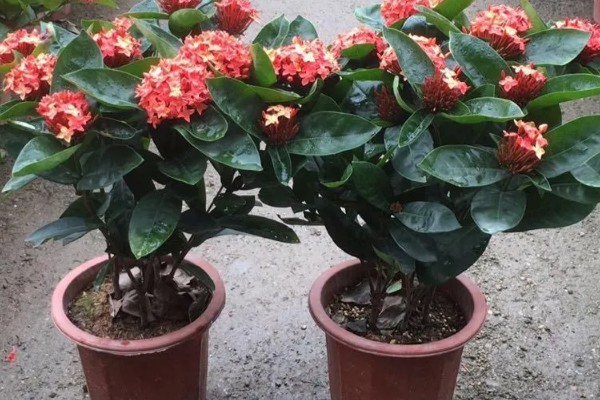 龙船花简介,原产于中国南部、缅甸等地