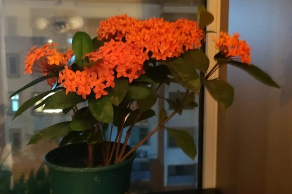 龙船花简介,原产于中国南部、缅甸等地