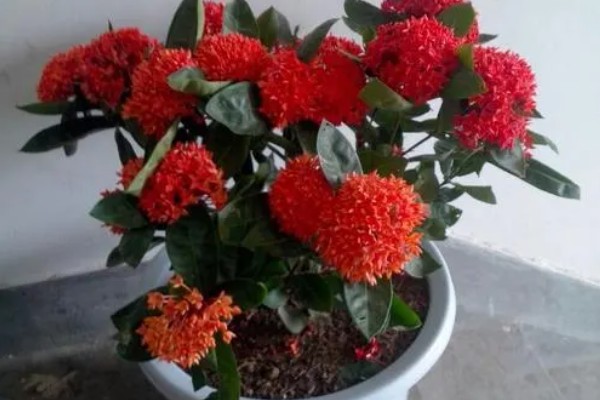 龙船花简介,原产于中国南部、缅甸等地