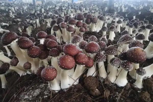 种一亩大球盖菇需要投资多少钱，约为15000元