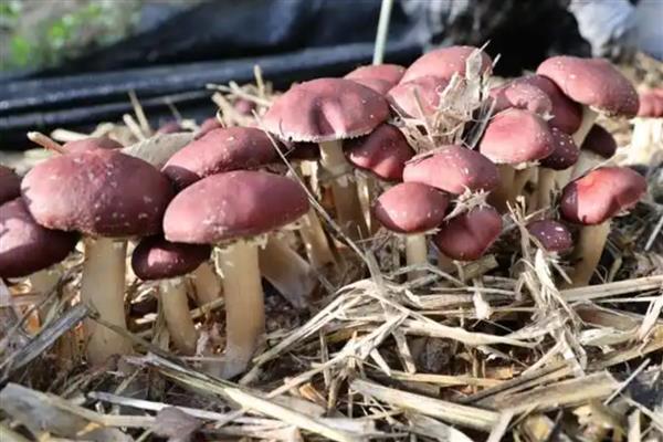 种一亩大球盖菇需要投资多少钱，约为15000元