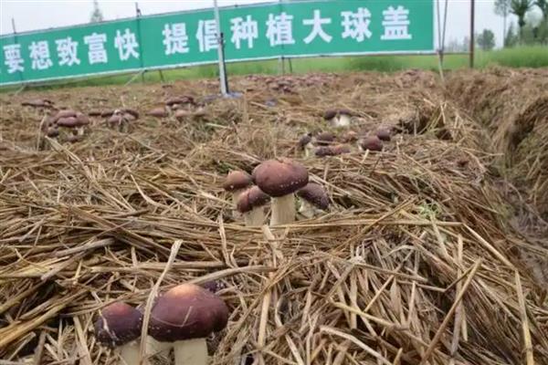 种一亩大球盖菇需要投资多少钱，约为15000元