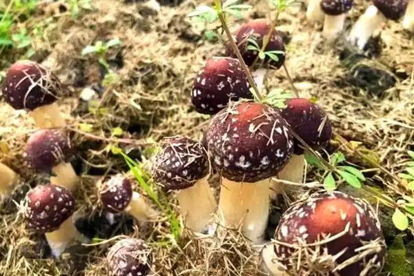 种一亩大球盖菇需要投资多少钱，约为15000元