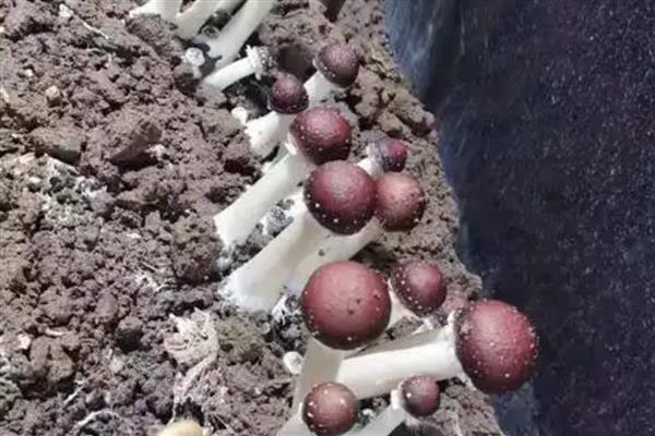 种一亩大球盖菇需要投资多少钱，约为15000元