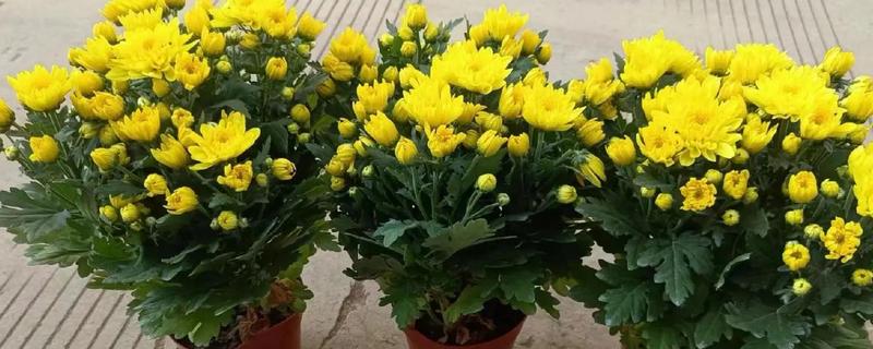 菊花的品种，常见的有夏菊、秋菊等