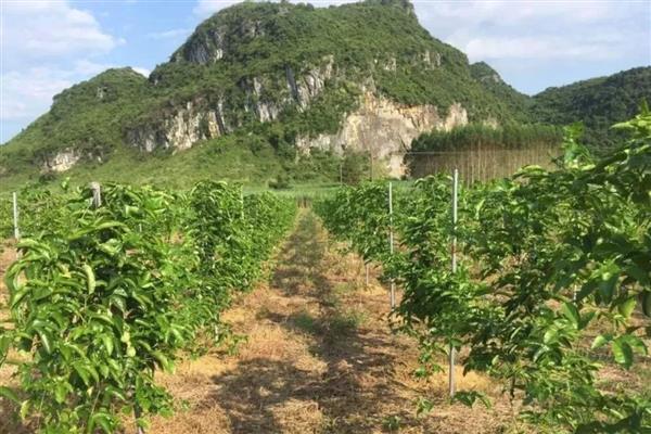 如何对百香果剪枝可提高产量，密集枝、重叠交叉枝等不良枝条均要剪除