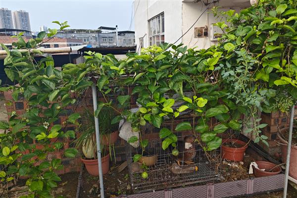 如何对百香果剪枝可提高产量，密集枝、重叠交叉枝等不良枝条均要剪除